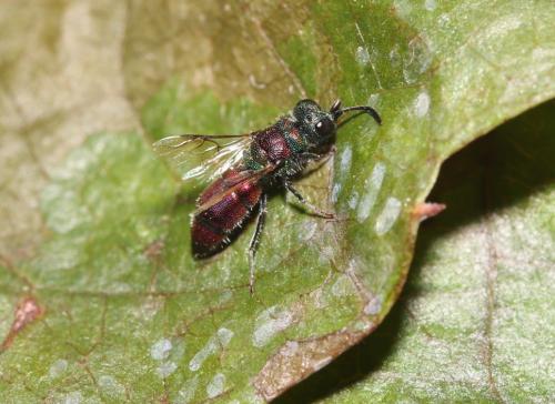 Réf. 296 391 : Chrysis sp.